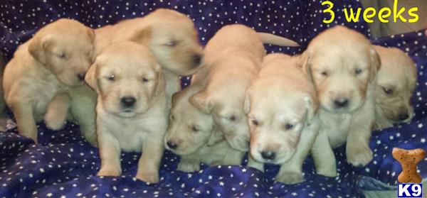 golden retriever puppy posted by Shades of Golden